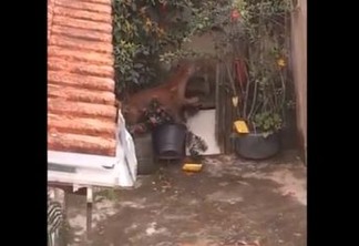 Onça é filmada caminhando no quintal de casa em Minas Gerais; VEJA VÍDEO
