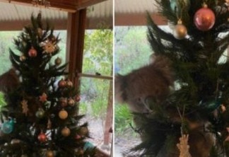 Família encontra coala agarrada a árvore de Natal dentro de casa - VEJA VÍDEO