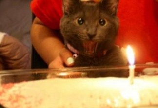 Festa para comemorar aniversário de gato provoca surto de Covid-19