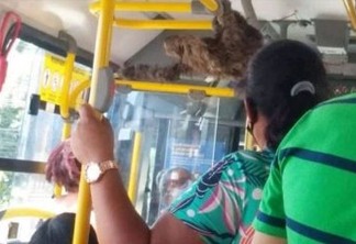 Bicho-preguiça 'passeia' de ônibus após ser resgatado por cobrador