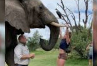Empresária faz ginástica em presas de elefante e é criticada na internet - VEJA VÍDEO