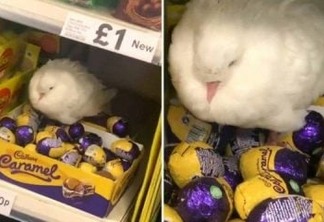 Pomba se confunde e choca ovos de chocolate em supermercado; VEJA VÍDEO