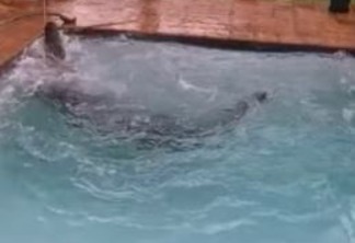 SUSTO! Casal se depara com crocodilo de 3 metros na piscina de casa