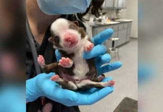 “Cãoaranha”: filhote nasce com 6 patinhas e imagem surpreende