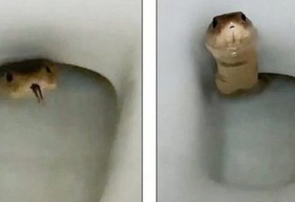 Cobra venenosa surge em vaso sanitário - VEJA VÍDEO