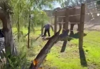 Homem com criança no colo invade recinto de elefante em zoológico - VEJA VÍDEO