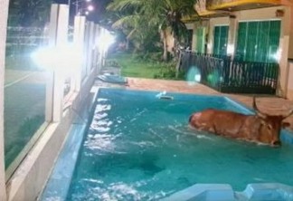 FARRA DO BOI: boi danifica carros, invade pousada e cai dentro de piscina