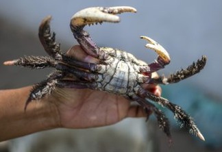 Começa último período de defeso do caranguejo-uçá na Paraíba