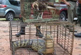 Mais de 20 animais silvestres são resgatados na Paraíba no fim de semana