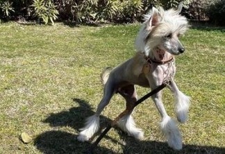 Cadela de CR7 e de Georgina provoca reações na internet: 'Por que uma cadela tão feia?'