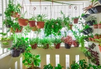 TERAPIA E ALÍVIO: Pandemia e isolamento aumentam procura por cultivo de plantas em casa, conheça as melhores espécies para o seu lar