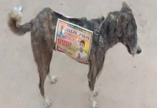 Candidatos na Índia usam cães de rua como 'cabos eleitorais'