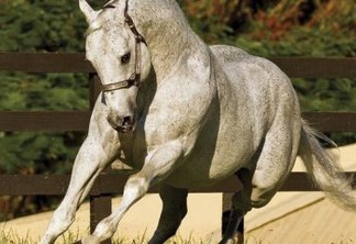 LUTO NA VAQUEJADA: aos 27 anos, morre o cavalo Roxão, um dos mais famosos da pista - VEJA VÍDEO