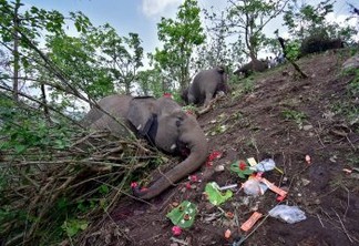 18 elefantes foram encontrados mortos na Índia; raio pode ter sido a principal causa