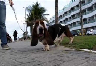 BICHOS NOS TRIBUNAIS: Cachorro é autor de ação na Justiça contra prédio em João Pessoa