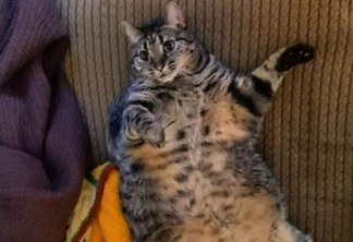 Com oito quilos, gata que não consegue emagrecer viraliza nas redes sociais