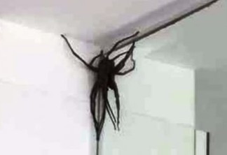 ATERRORIZADOS: 'Invasão' de aranhas gigantes assusta moradores de bairro nobre