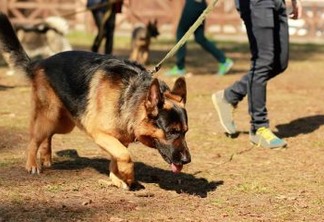 Cães detectam melhor a Covid-19 do que os testes rápidos, aponta estudo