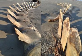 MISTÉRIO! Esqueleto gigante desenterrado em praia some misteriosamente