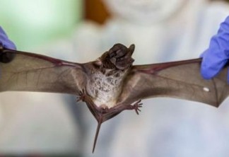 ORIGEM DA COVID-19: Pesquisadores descobrem 24 genomas de coronavírus em morcegos na China