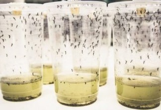 EXPECTATIVA: infecção por dengue cai 77% em teste com bactéria em mosquito Aedes Aegypti