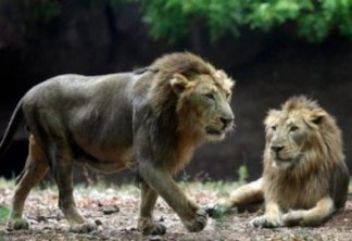Leão morre na Índia depois testar positivo para o coronavírus