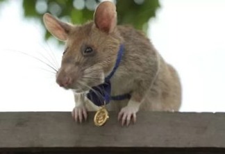 Magawa, o rato 'herói' que detecta minas terrestres se aposenta com honras no Camboja