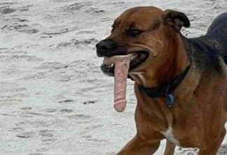 Cão viraliza após achar brinquedo sexual em praia