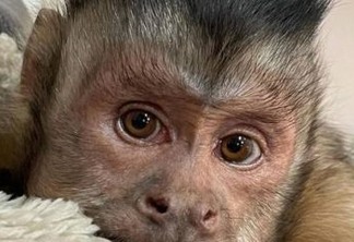 Macaco que tinha 17 milhões de seguidores morre ao ir a veterinário tratar os dentes