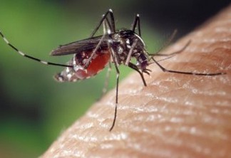 Saiba como evitar a proliferação do mosquito que transmite a Chikungunya