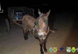 Polícia Federal apreende burro com 300 kg de maconha