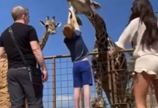 Criança tenta alimentar girafa e fica pendurada no ar - VEJA VÍDEO