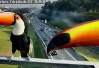 Câmera de segurança registra brincadeira entre tucanos em São Paulo; VEJA VÍDEO