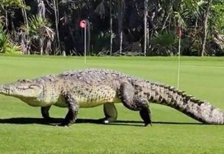 Turista flagra crocodilo 'Godzilla', de 4,5 metros, atravessando campo de golfe no México