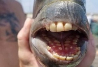 SURREAL: peixe com 'dentes humanos' é capturado em pescaria nos EUA