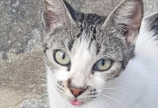 ALIMENTO E ÁGUA: 22 gatos vão recorrer da decisão judicial que extinguiu ação na Paraíba