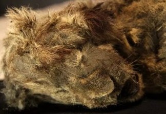 Filhote de leão-das-cavernas de 28 mil anos é encontrado praticamente intacto