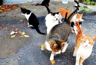DANOS MORAIS: Gatos devem recorrer à segunda instância; animais pedem direito de serem alimentados em condomínio de JP