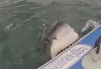 Tubarão-touro de 3 metros morde jet ski de piloto que 'se atreveu demais'