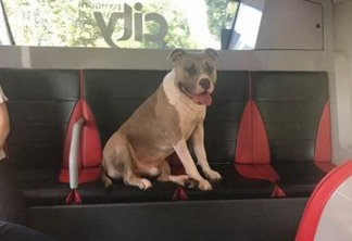 IMPRESSIONANTE! Cachorro pega ônibus sozinho procurando dono e gera comoção