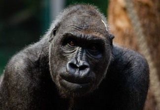 Treze gorilas têm teste positivo para coronavírus em zoológico nos EUA