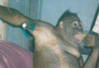 Fêmea de orangotango é salva após viver como 'prostituta' na Indonésia