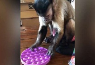 POP-IT: Brinquedo que alivia stress viraliza após macaco-prego famoso brincar com ele - VEJA VÍDEO