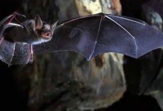 Idoso morre após ser mordido no pescoço por morcego enquanto dormia