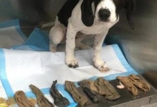 Após engolir uma meia, cão é levado a veterinário, que descobre outras oito no estômago do animal