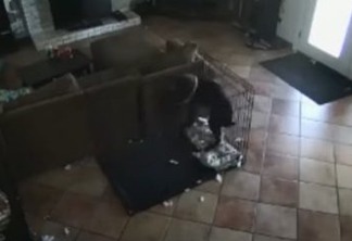 FOI UM FANTASMA? Vídeo mostra cachorro assustado depois de coleira abrir misteriosamente; confira 