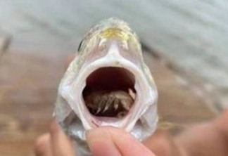 Peixe é achado com parasita que come a língua e depois se torna a sua língua