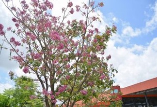 Árvores nativas e exóticas florescem e colorem ruas de João Pessoa