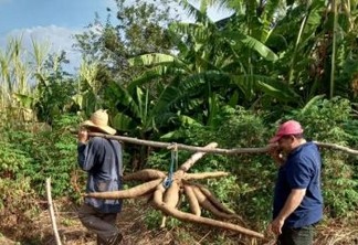 "Deu para mais de dez famílias", diz agricultor que colheu macaxeira com mais de 30 kg na PB