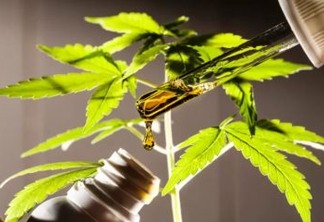 STJ autoriza plantio de Cannabis para fins medicinais sem risco de sanção criminal